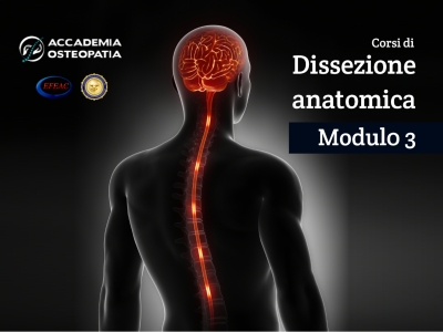Corsi di Dissezione anatomica, Modulo 3: sistema nervoso centrale, colonna vertebrale in toto, pavimento pelvico ed organi genitali